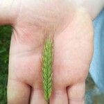 Hordeum secalinum Leht