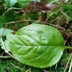 Pyrola elliptica Foglia