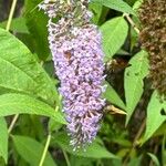 Buddleja japonica花