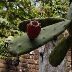 Opuntia ficus-indica果實