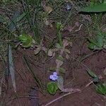 Bacopa salzmannii Habitus