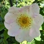 Rosa corymbifera Flor