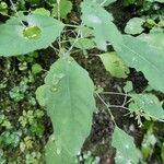 Impatiens noli-tangere Leaf