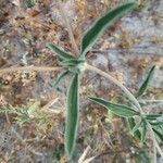 Scabiosa stellata Φύλλο