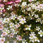 Saxifraga hypnoides Květ