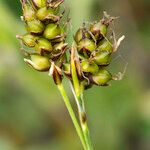 Carex liparocarpos Fruit