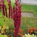 Amaranthus caudatus Λουλούδι