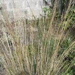 Stipa capillata برگ