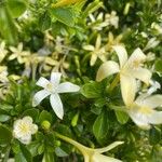 Turraea mombassana Λουλούδι
