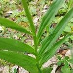 Cephalanthera longifolia Leaf