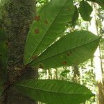 Gilbertiodendron diphyllum Leaf