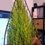 Cupressus macrocarpaЛист