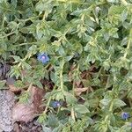 Lysimachia foemina Libunga