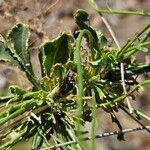 Anarrhinum laxiflorum Feuille