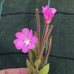 Epilobium hirsutumКветка