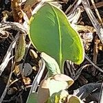 Solenanthus circinnatus Leaf