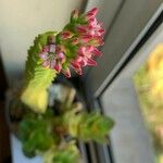 Crassula coccinea Flor