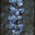 Lupinus meionanthus ᱵᱟᱦᱟ