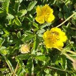 Potentilla reptans Çiçek