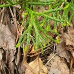 Lycopodium complanatum Feuille