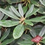 Rhododendron degronianum Blatt