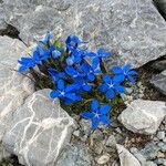 Gentiana terglouensis Hábitos