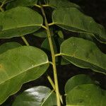 Vatairea erythrocarpa Leaf