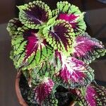 Coleus decurrens List