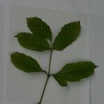 Leea guineensis अन्य