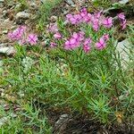 Epilobium dodonaeiFlower