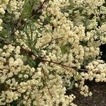 Acacia terminalis Blad