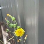 Sonchus arvensisᱵᱟᱦᱟ