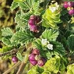 Lippia javanica Fruit