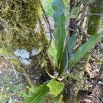 Niphidium crassifolium Blad