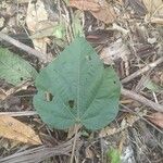 Heliocarpus appendiculatus Leaf