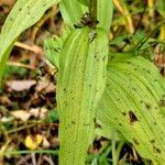 Epipactis helleborine Hostoa