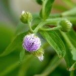 Erigeron acris Flower