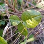 Bituminaria bituminosa Leaf