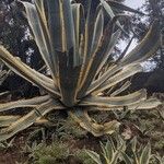 Agave americanaBlatt