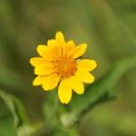 Helianthus occidentalis Õis