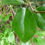 Flacourtia indica Leaf