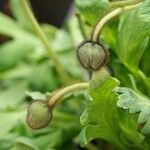 Papaver croceum Blad