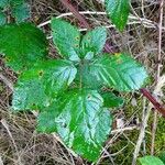 Rubus questieri Blad