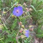 Geranium pratenseFlor