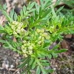 Lepidium didymum 果実