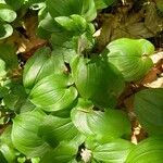 Maianthemum bifolium Лист