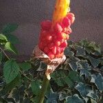 Arum italicumFruit