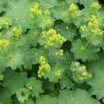 Alchemilla coriacea Çiçek