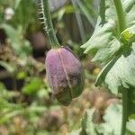 Papaver somniferumPlod