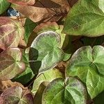 Epimedium alpinum Fuelha